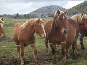 cheval-viande-IFS