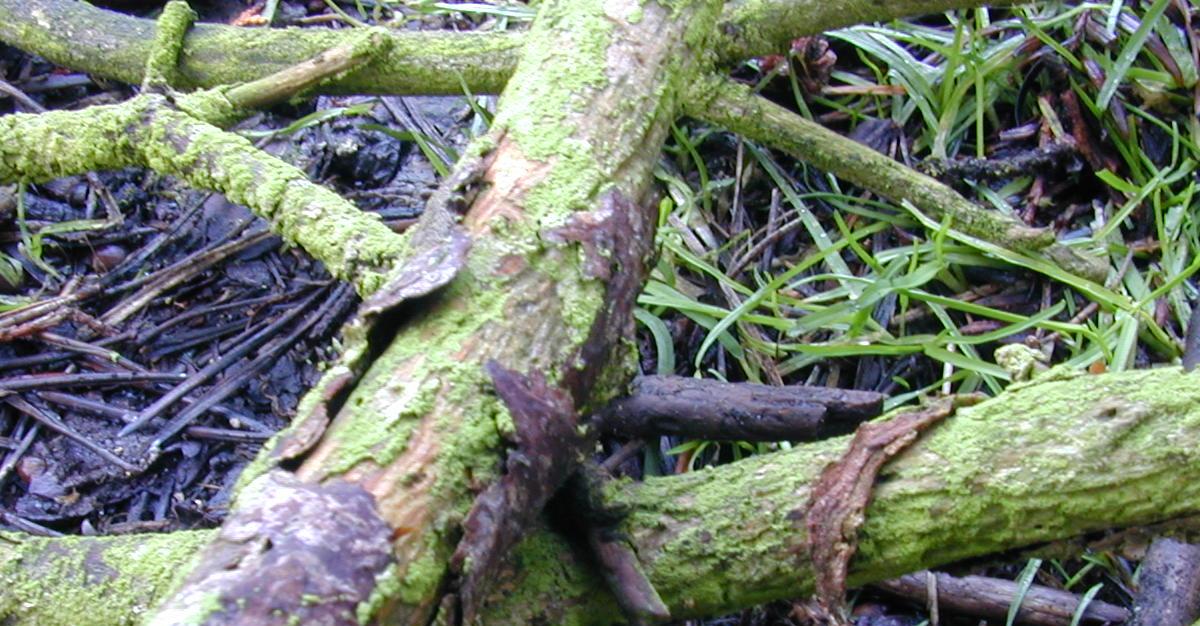 Une bio-raffinerie en Auvergne : bientôt des pneus en bois ?