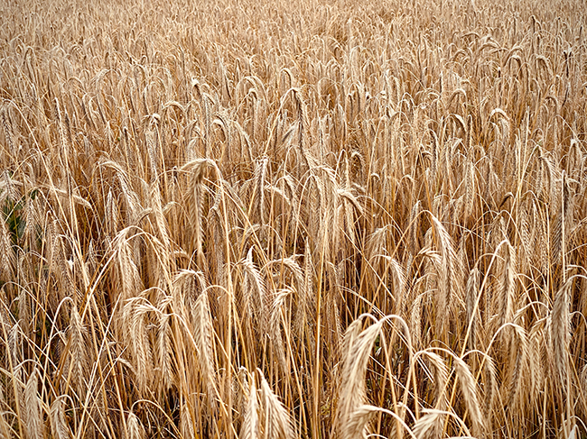 La GMAO au coeur de l’industrie agroalimentaire